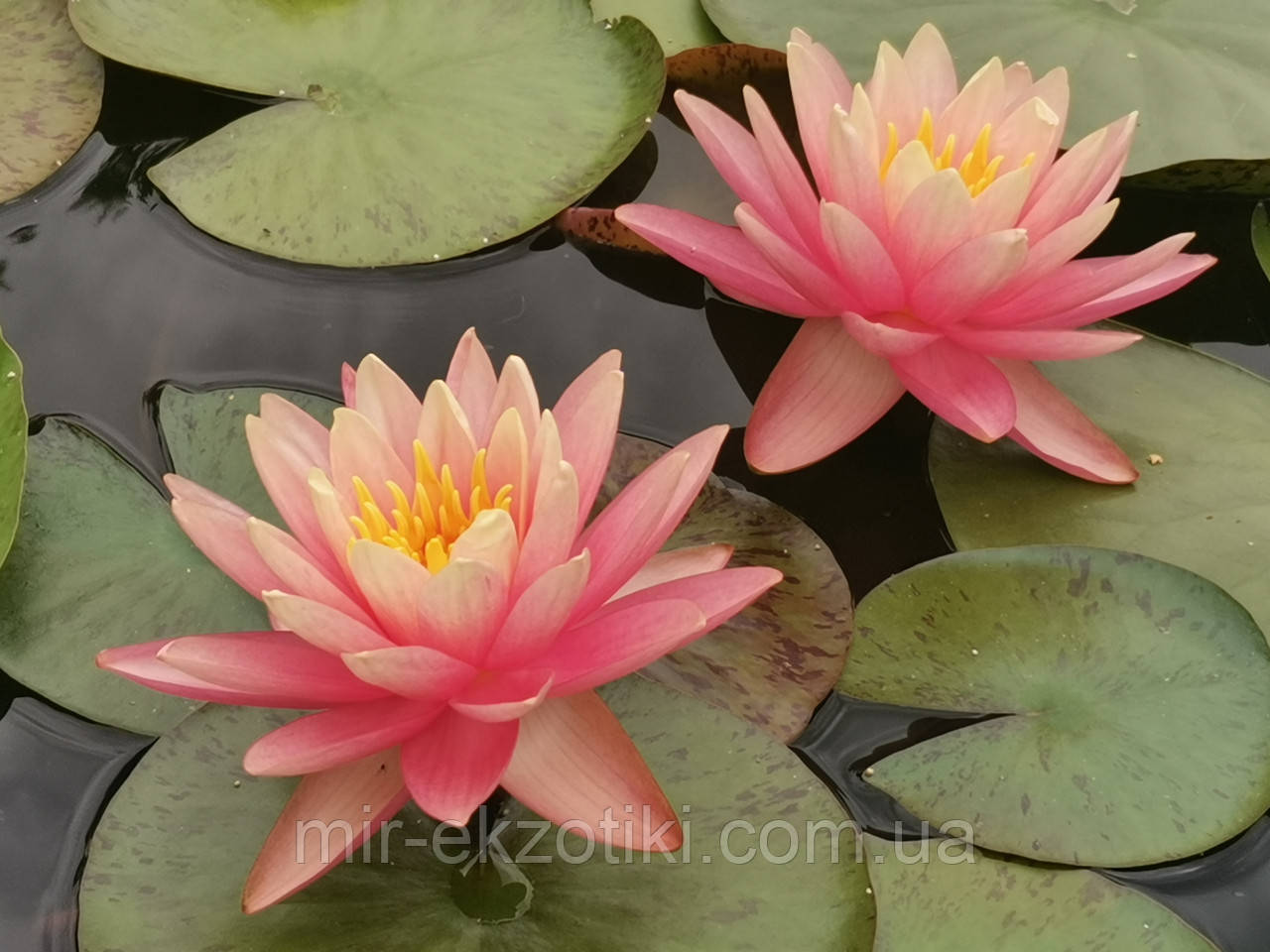 Німфея «Перріс Оранж Сансет» (Nymphaea «Perry's Orange Sunsetl)(молода рослина, поділка)