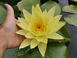 Німфея «Санрайз» (Nymphaea «Sunrise») (доросла рослина), фото 2