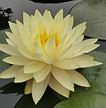 Німфея "Перріс Дабл Еллоу" (Nymphaea"Perry's Double Yellow")(молода рослина, поділка), фото 2