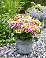 Гортензия крупнолистная Джевел Hydrangea macrophylla MAGICAL JEWEL