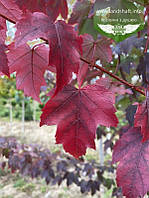 Acer rubrum 'Burgundy Belle', Клен червоний 'Бургунді Бель',WRB - ком/сітка,TG6-8,200-250см