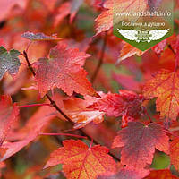 Acer rubrum 'Sun Valley', Клен червоний 'Сан Велі',WRB - ком/сітка,300-350см,TG8-10