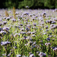 Вика яра Сидерат Спеціальний Укр