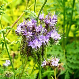 Пелюшка Сидерат Спеціальний