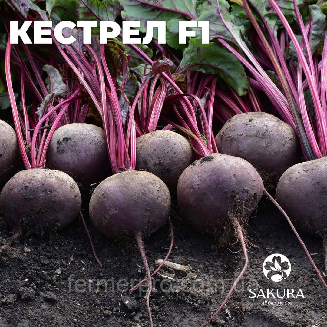 Насіння буряків Кестррел F1/Kestrel F1 50.000 насіння Sakata, фото 1
