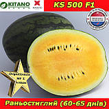 Жовтий кавун КS 500  F1, 1000 насінин, KITANO SEEDS (Нідерланди), фото 2