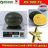 Жовтий кавун КS 500  F1, 1000 насінин, KITANO SEEDS (Нідерланди), фото 4