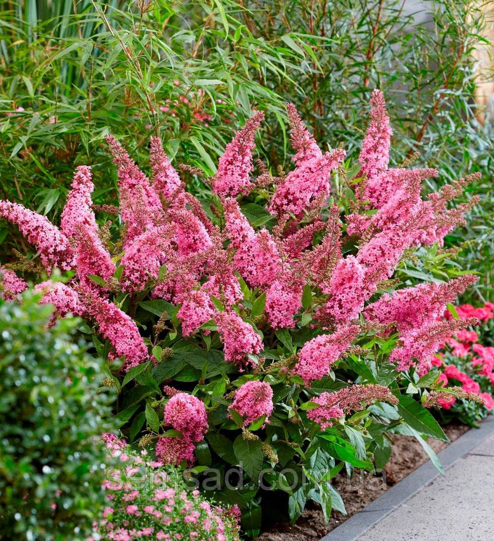 Буддлея батерфляй Кенді Літл Пінк ( саджанці 3 роки С2л )