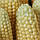 Візок кукурудзянарка КИЙ-В ППК-К Муза кукурудза, фото 2