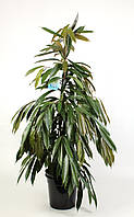 Фікус Амстел Кінг (Ficus amstel king Toef)
