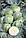 Насіння капусти Компас COMPASS (Глоуб Майстер) F1 50 г, фото 2