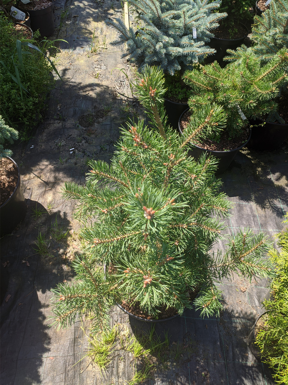 Pinus sylvestris Yellow Wola C-5 - фото 2 - id-p1454329833