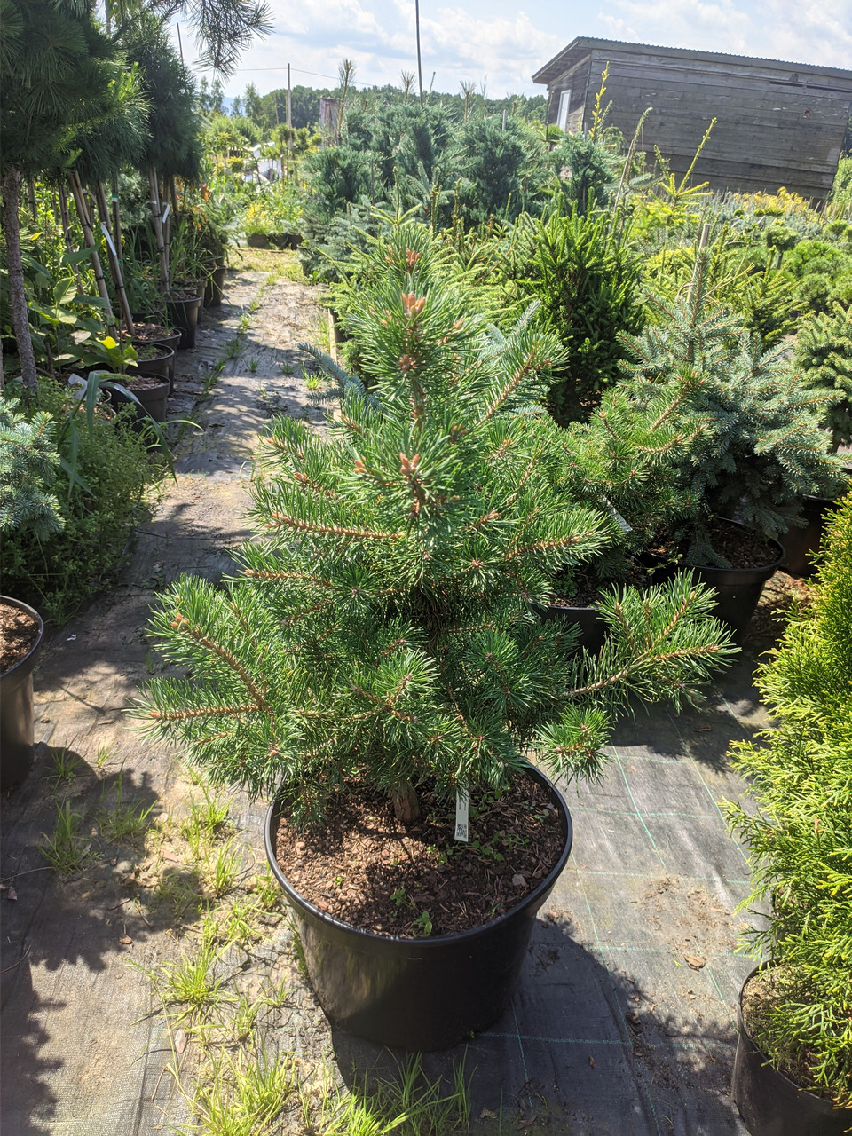 Pinus sylvestris Yellow Wola C-5 - фото 1 - id-p1454329833