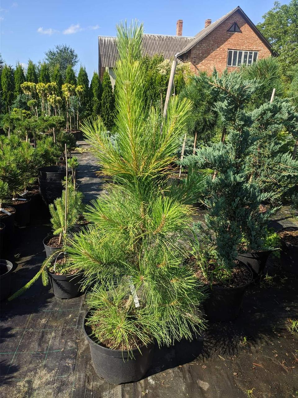 Pinus nigra Goldfinger C-7.5 - фото 1 - id-p1456426283