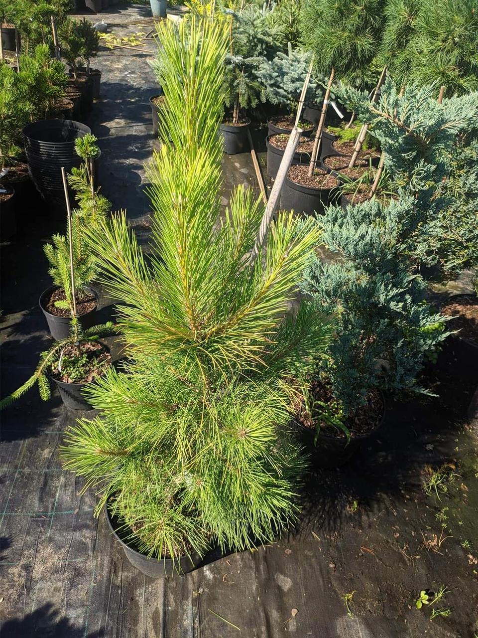 Pinus nigra Goldfinger C-7.5 - фото 2 - id-p1456426283