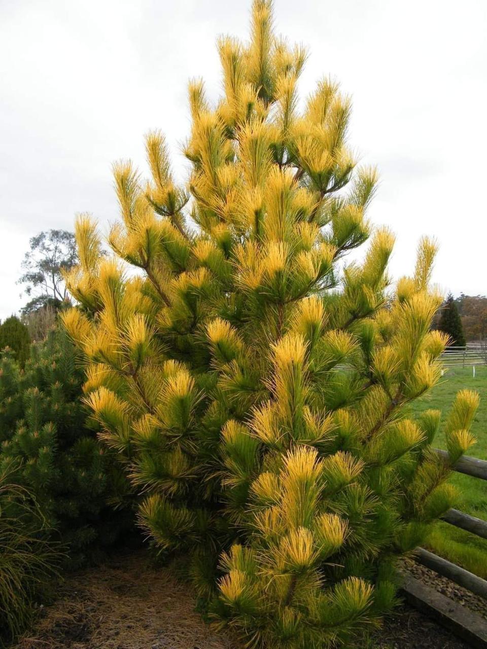 Pinus nigra Goldfinger C-7.5 - фото 3 - id-p1456426283