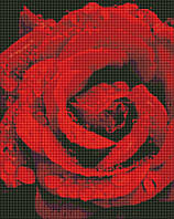 Алмазна мозаїка Троянда в діамантах 40х50 (Идейка) AMO7501