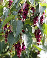 Лейцестерія "Фіолетовий дощ". Leycesteria formosa "Purple Rain".