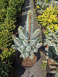 Picea pungens Blue Totem C-5, фото 2