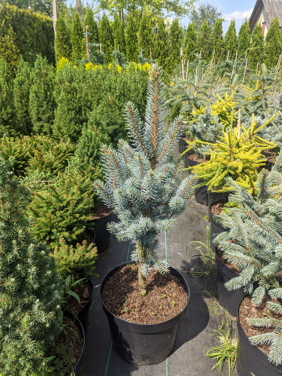 Picea pungens Blue Totem C-5