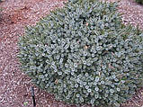 Picea omorika Kamenz C-5, фото 3