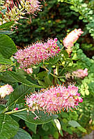 Клетра alnifolia "Ruby Spice". Clethra alnifolia Ruby Spice.