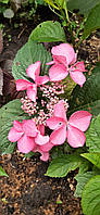 ГОРТЕНЗІЯ ПИЛЬЧАТА 'БЛУБЬОРД' HYDRANGEA SERRATA 'BLUEBIRD'