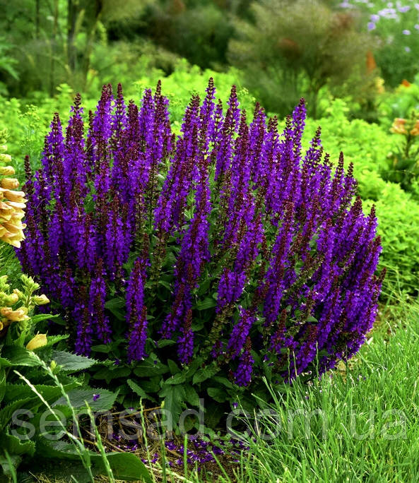 Шавлія дубравна Компакт Діп Блю  (саджанці р9 )