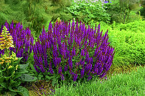Шавлія дубравна сенсейшен Компакт Діп Блю \ Salvia n. Sensation® Compact Deep Blue (саджанці 1.5л ), фото 4