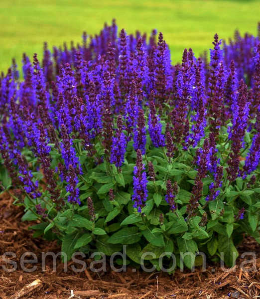 Шавлія дубравна сенсейшен Компакт Віолет \ Salvia n. Sensation® Compact Violet( саджанці  )