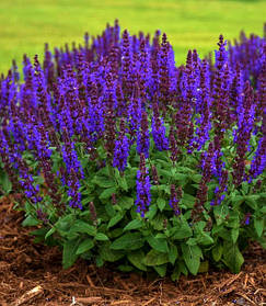 Шавлія дубравна сенсейшен Компакт Віолет \ Salvia n. Sensation® Compact Violet( саджанці  )