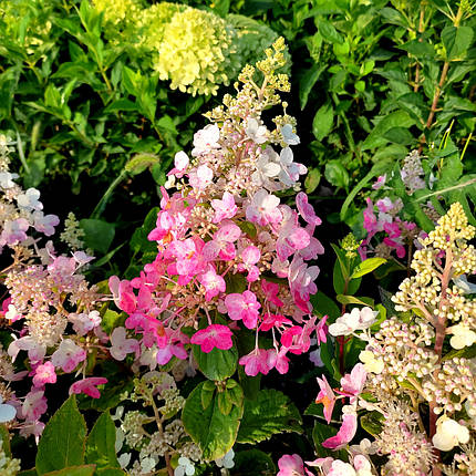 Гортензія Петіт Лантерн / С3 / Hydrangea Petite Lantern, фото 2