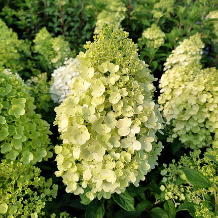 Гортензія волотиста Маттерхорн / С5 / Hydrangea Matterhorn, фото 2