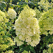 Гортензія волотиста Маттерхорн / С5 / Hydrangea Matterhorn, фото 2