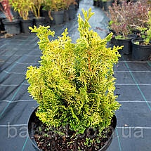 Кіпарисовик тупий Мероке / С5 / h 40-50 / Chamaecyparis Meroke, фото 5