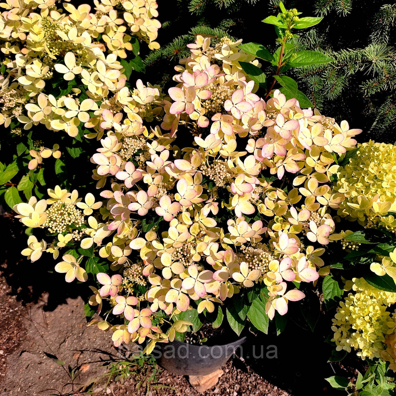 Гортензія Пастелгрін / С5 / Hydrangea paniculata Pastelgreen
