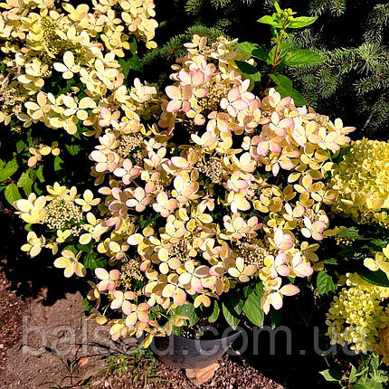 Гортензія Пастелгрін / С5 / Hydrangea paniculata Pastelgreen, фото 1