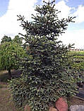 Abies pinsapo Kelleris С-5, фото 3