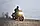 Мотосорочка із захистом Shima Renegade 2 чорний, M, фото 4