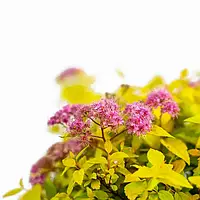 Спірея японська Голдмаунт/Spiraea japonica 'Goldmound'