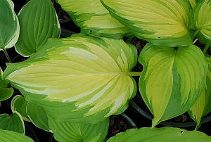 Kabigan Falls (van den Top NR)