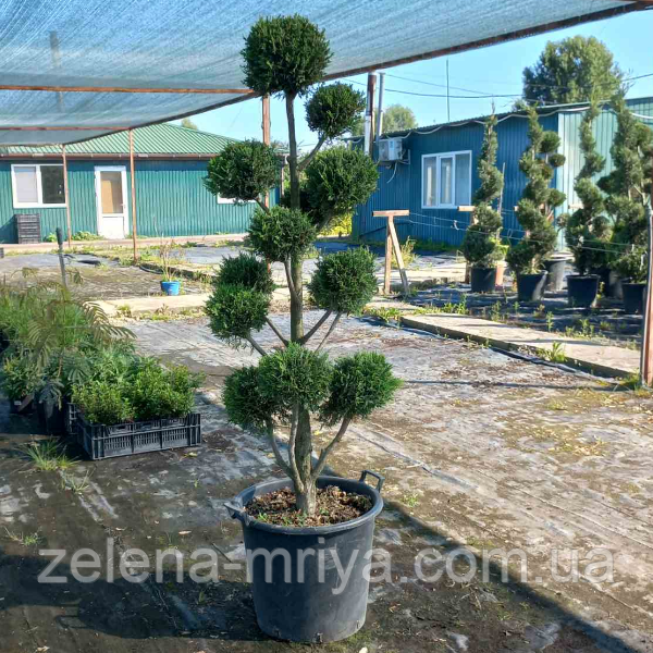 Кипарисовик Лавсона « Помпон»