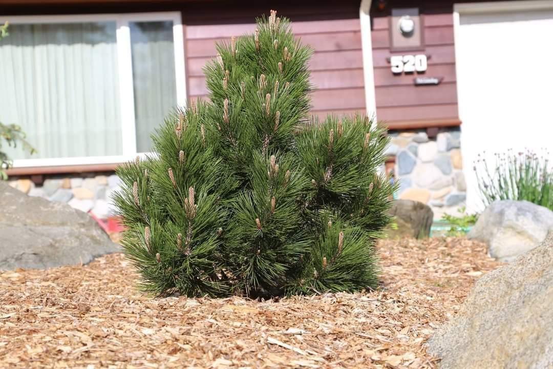 Pinus leucodermis Mint Truffle - фото 4 - id-p1634634289