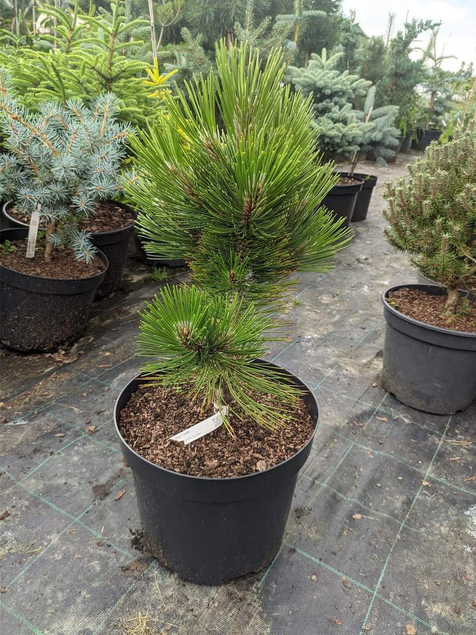 Pinus leucodermis Mint Truffle - фото 1 - id-p1634634289