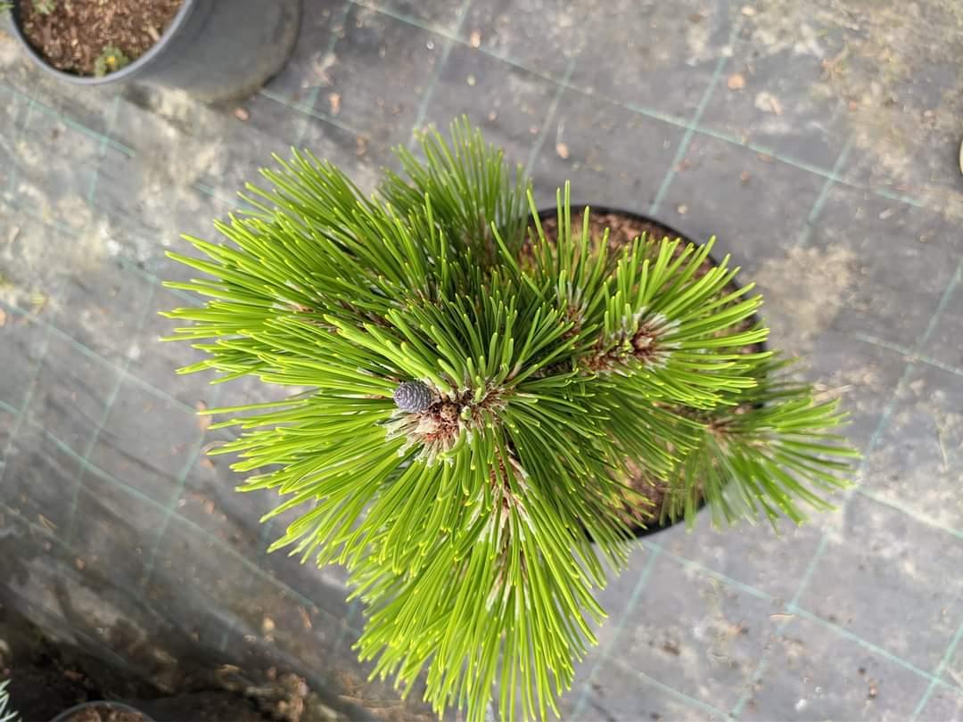 Pinus leucodermis Mint Truffle - фото 2 - id-p1634634289