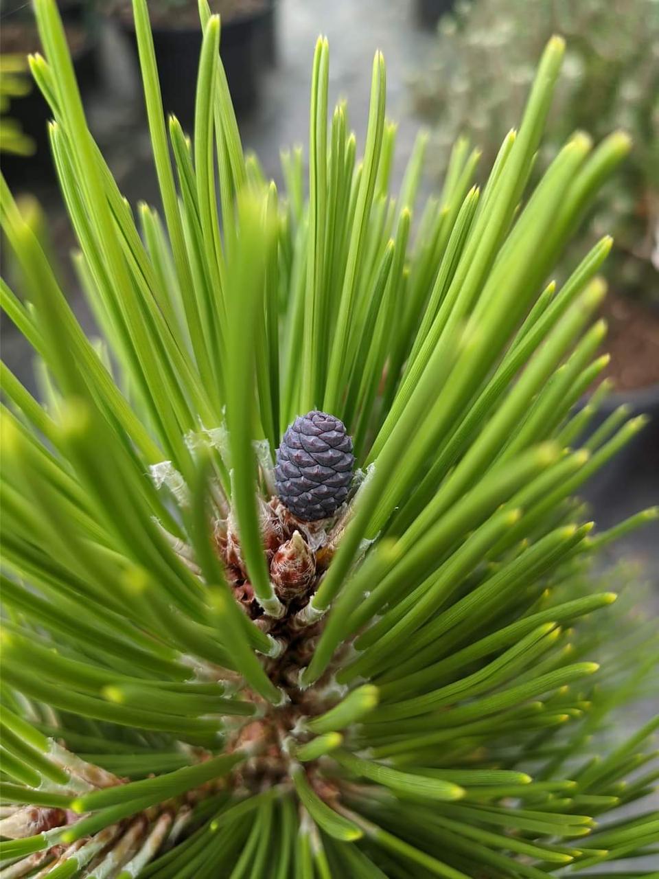 Pinus leucodermis Mint Truffle - фото 3 - id-p1634634289