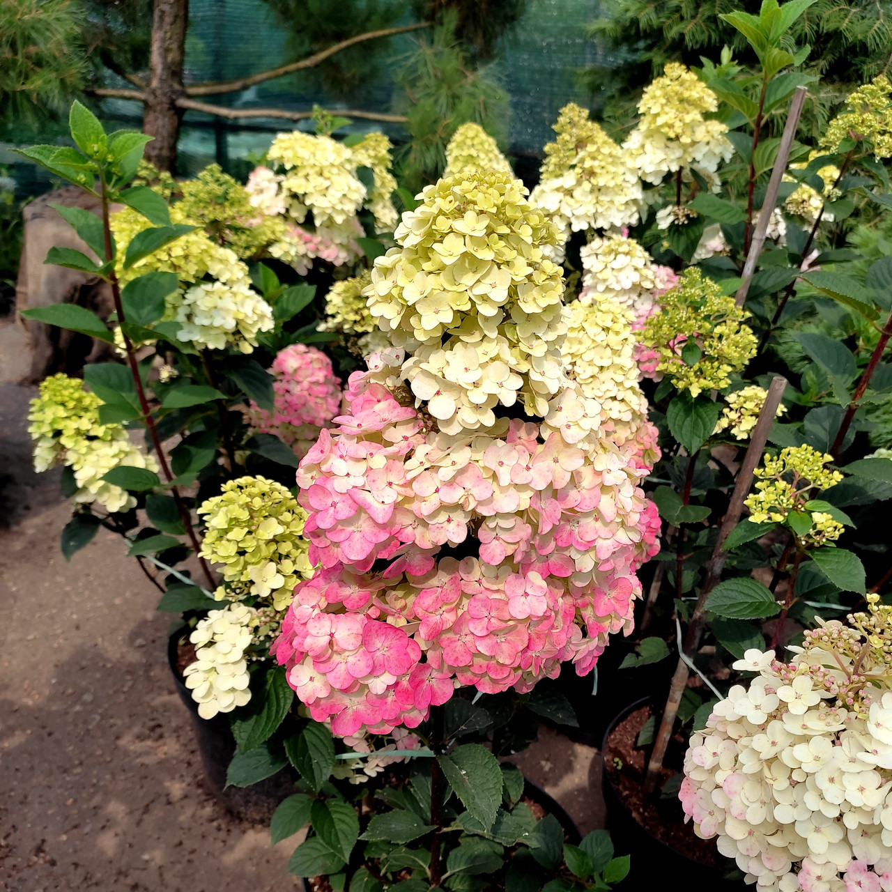 Гортензія Фрамбозін / С3 / Hydrangea paniculata Framboisine