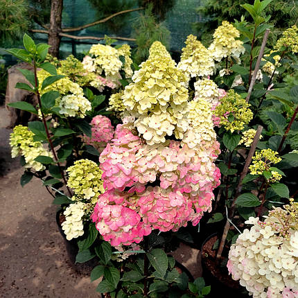Гортензія Фрамбозін / С3 / Hydrangea paniculata Framboisine, фото 1