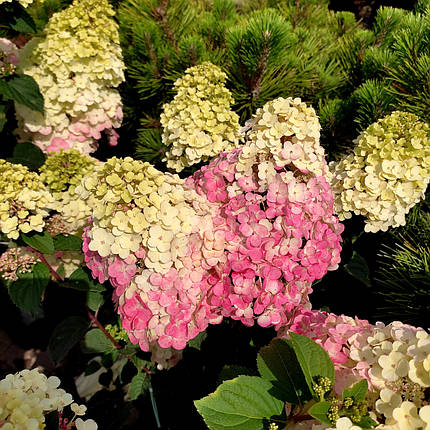 Гортензія Фрамбозін / С5 / Hydrangea paniculata Framboisine, фото 1