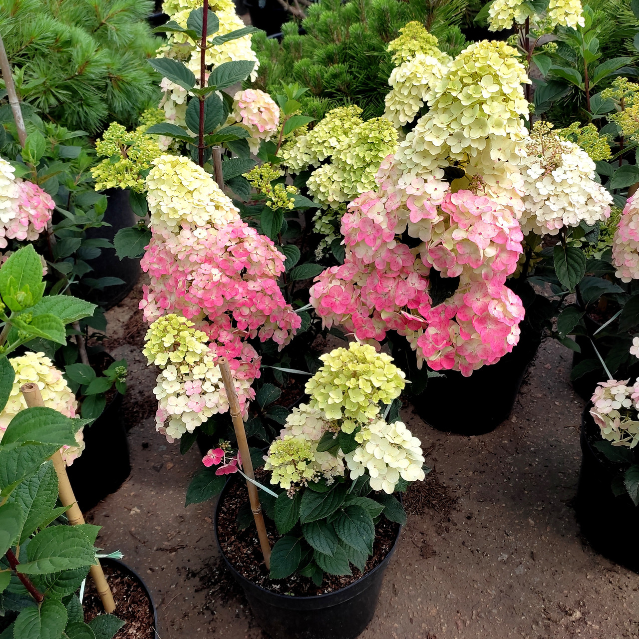 Гортензія Самарська Лідія / С10 / Hydrangea Framboisine